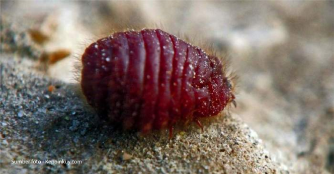 
Serangga Cochineal