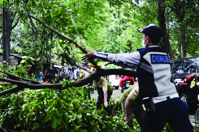 
Caption Pohon tumbang akibat cuaca ekstrem yang terjadi beberapa hari ini.(ist)