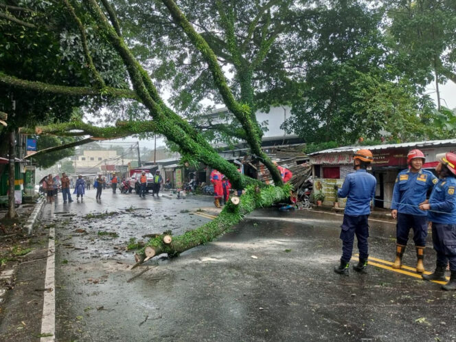 
Masuk Musim Hujan, Pemkot Bogor Periksa Pohon