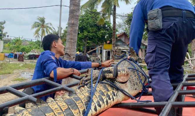 
Bocah 10 Tahun Diterkam Buaya Sungai Cisadane