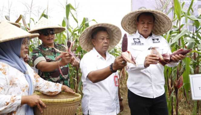 
Bupati Tangerang Panen Jagung Pulut, Dorong Diversifikasi Pangan Lokal