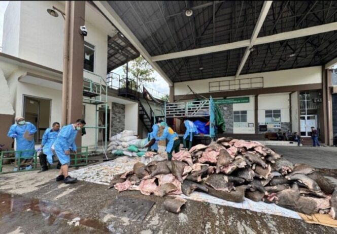 
2,9 Ton Daging Celeng Mau Diselundupkan