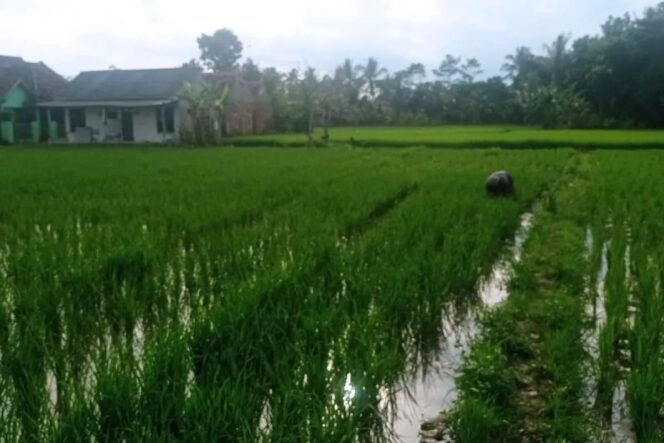
Persediaan Pupuk Bersubsidi di Kabupaten Lebak Dijamin Aman untuk Musim Tanam 2025