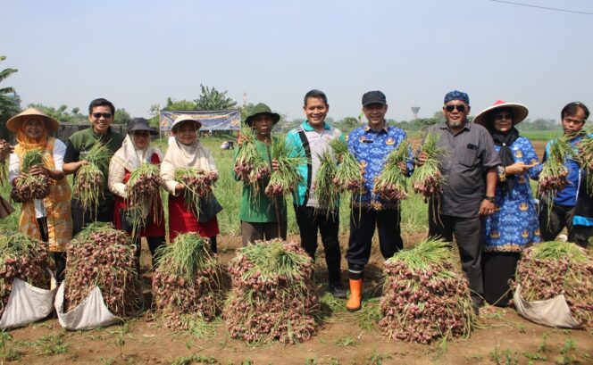 
Petani Neglasari Panen 1,5 Ton Bawang Merah, Pemkot Tangerang Dorong Swasembada Pangan