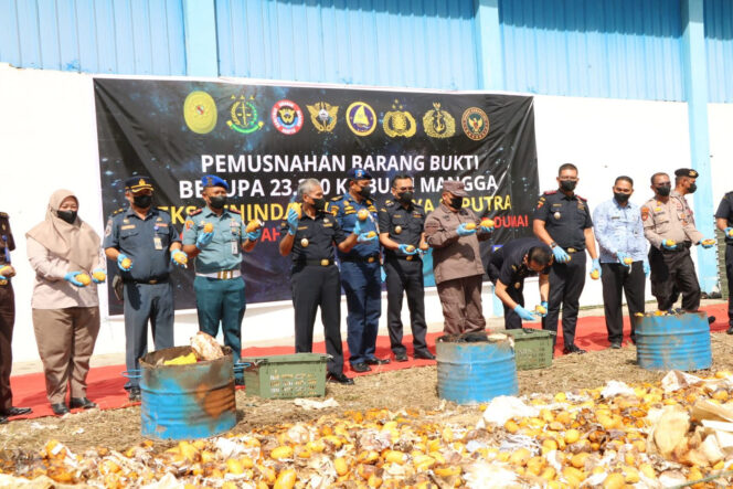 
25 Ribu Kilogram Mangga Ilegal Dimusnahkan, Bea Cukai Ungkap Potensi Kerugian Negara