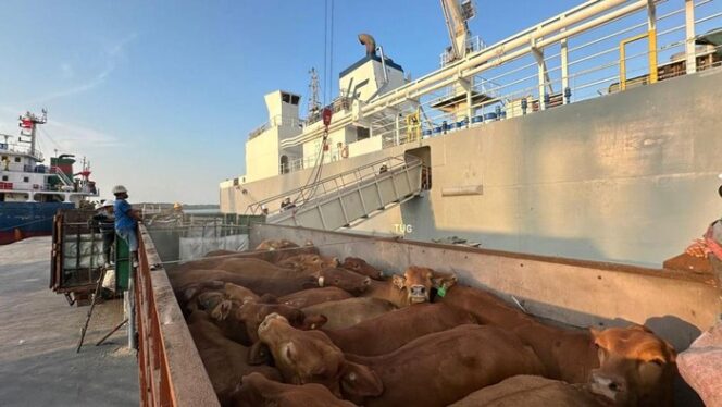 
Pelindo Multi Terminal Bongkar Muat 216 Ribu Ekor Hewan hingga Mei 2025, Naik 2%