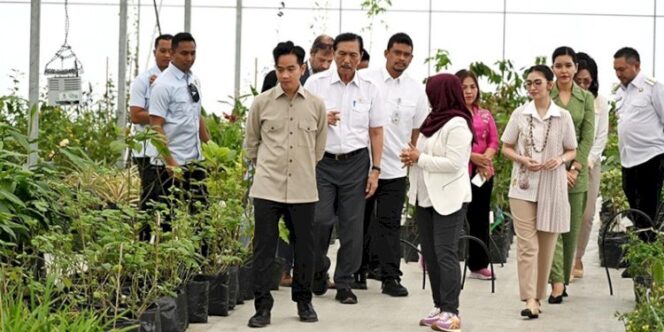 
Gibran Hilirisasi Kemenyan