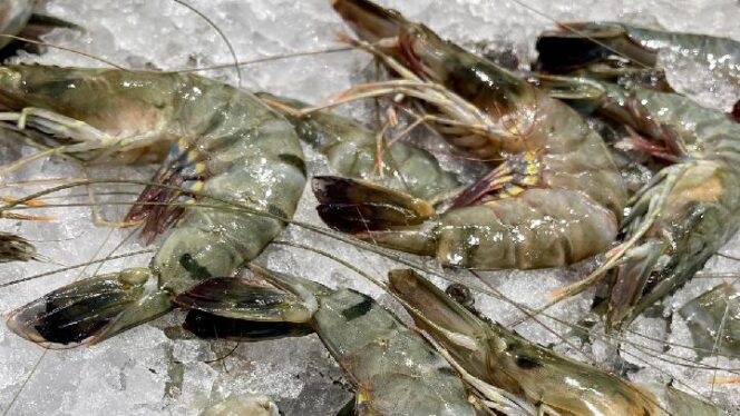 
Ribuan Kontainer Isi Udang Antre Sertifikat Bebas Cesium