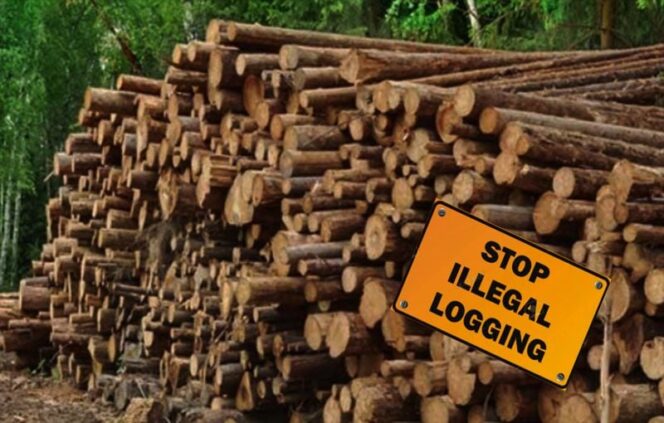 
Kemenhut Buka Kasus Illegal Logging
