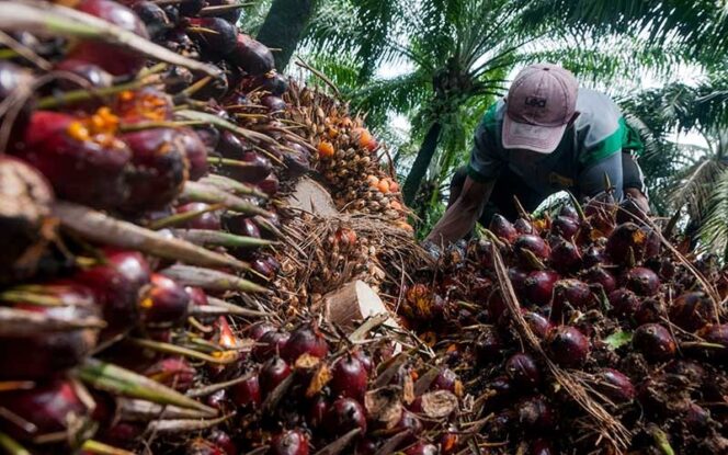 
Di Balik Ambisi Sawit Papua, Hutan dan Masyarakat Adat Terancam