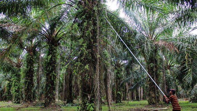 
POPSI Dorong Penertiban Sawit yang Adil dan Penguatan Kepastian Hukum