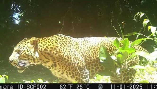 
​Polda Jabar Tangkap 5 Pemburu Liar di Gunung Sanggabuana, Terdeteksi Kamera Trap
