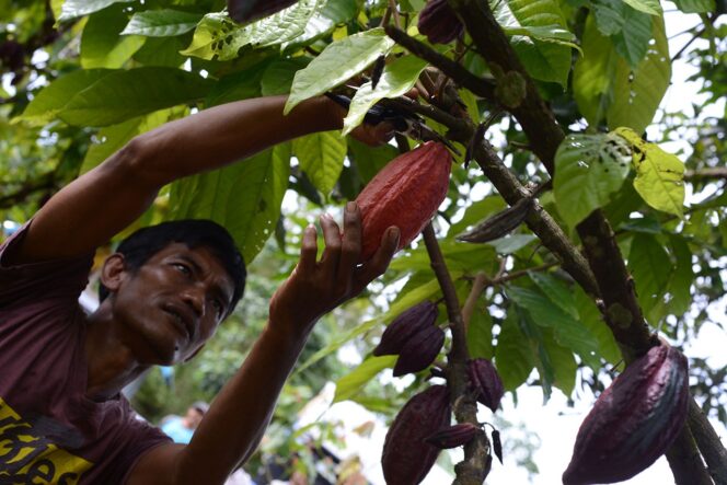 
Efek Bursa Global, Harga Kakao Kembali Merangkak