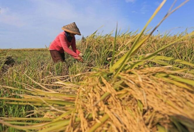 
Stok Kuat, Pemerintah Pertimbangkan Ekspor Beras