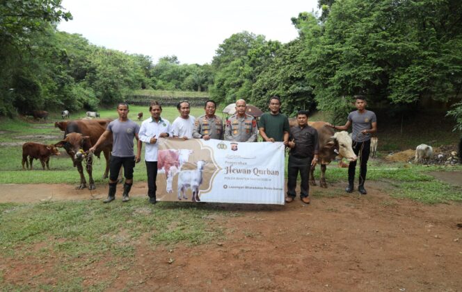 
70 Sapi dan 5 Domba Qurban Polda Banten Disalurkan kepada Masyarakat