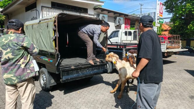 
Idul Adha 2026, Demer Salurkan 70 Ekor Kambing Kurban untuk Umat Muslim